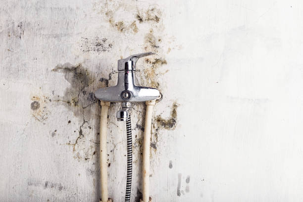 Best Toxic Mold Removal  in Oakdale, PA