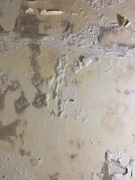 Best Crawl Space Mold Removal  in Oakdale, PA