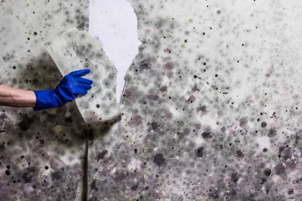 Home Mold Removal in Oakdale, PA